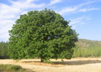 Todo sobre el nogal y los arboles frutales