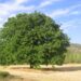 Todo sobre el nogal y los arboles frutales