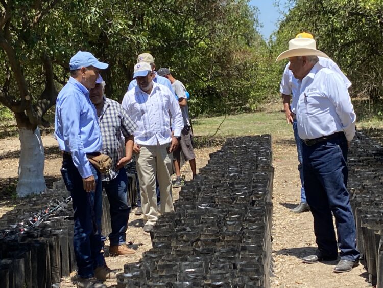 Guémez inicia programa aguacatero como alternativa a caída de cítricos