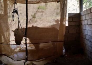 Alerta SAGARPA: Hallan encefalitis equina en ejido Rancho de Piedra, de Aldama