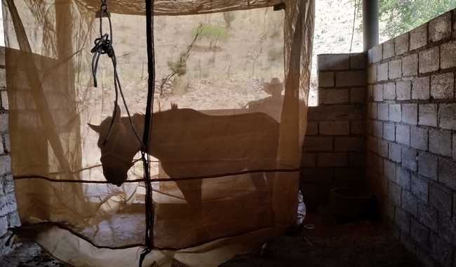 Alerta SAGARPA: Hallan encefalitis equina en ejido Rancho de Piedra, de Aldama