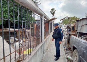 Guardia Estatal encuentra en Matamoros perros galgos maltratados