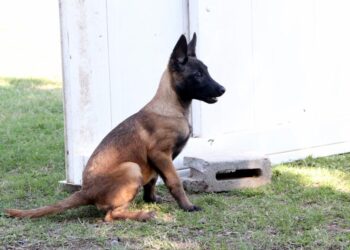 Entrenan a 13 cachorros para perros policías de la Guardia Estatal
