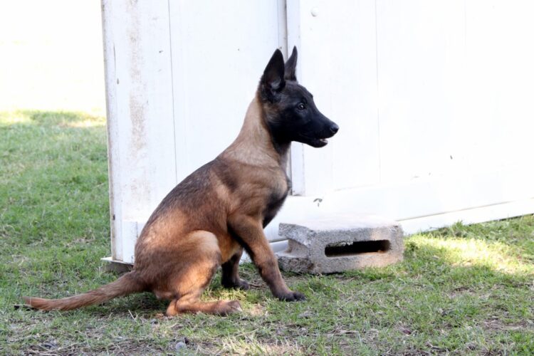 Entrenan a 13 cachorros para perros policías de la Guardia Estatal