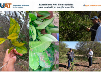 Dragón amarillo de cítricos: La UAT experimenta bioinsecticida para combatirlo