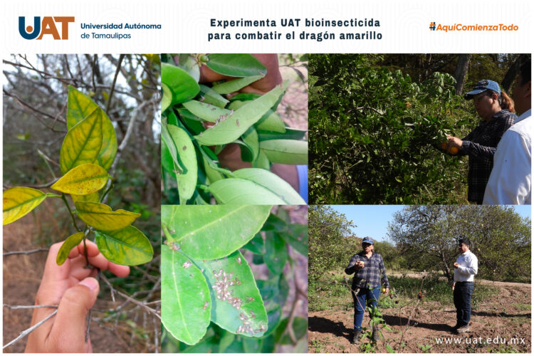 Dragón amarillo de cítricos: La UAT experimenta bioinsecticida para combatirlo