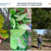 Dragón amarillo de cítricos: La UAT experimenta bioinsecticida para combatirlo