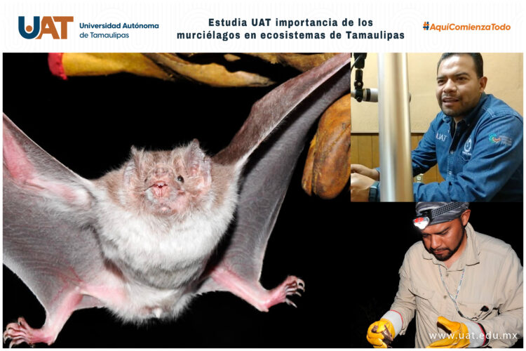 Estudia la UAT importancia de los murciélagos en ecosistemas de Tamaulipas