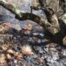 Combaten incendio en Miquihuana