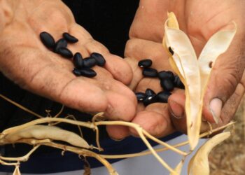 Empieza a rendir fruto apoyo de Gattás a productores