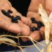 Empieza a rendir fruto apoyo de Gattás a productores