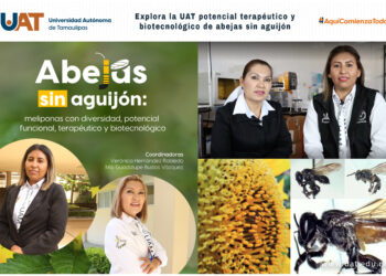 Científicos de la UAT estudian las abejas sin aguijón
