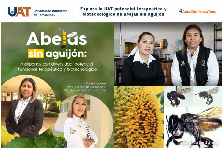 Científicos de la UAT estudian las abejas sin aguijón