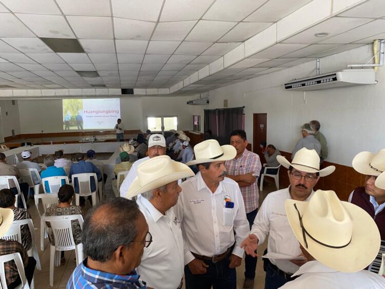 Conferencia citrícola en Güemez: “Dragón amarillo” es incurable y mortal