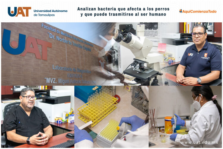La UAT analiza bacteria que afecta a perros y puede trasmitirse a humanos