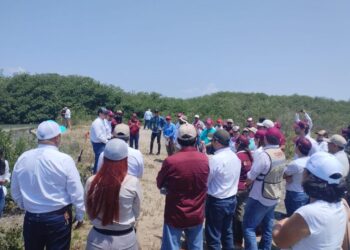 Reforesta SEDUMA con mangle playa La Pesca