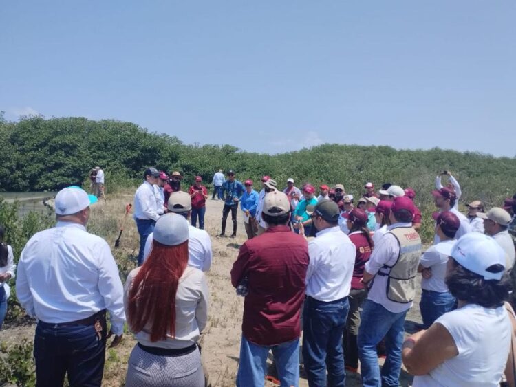 Reforesta SEDUMA con mangle playa La Pesca