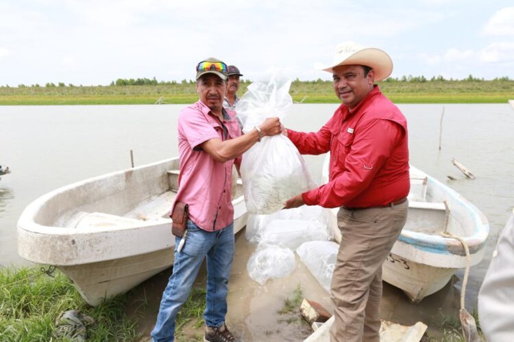 Empiezan a sembrar lobina negra en la presa Guerrero