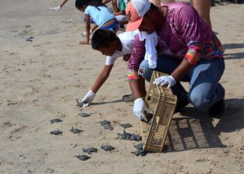 Reciben infantes útiles escolares y apoyan liberación de crías de tortugas marinas en Tamaulipas