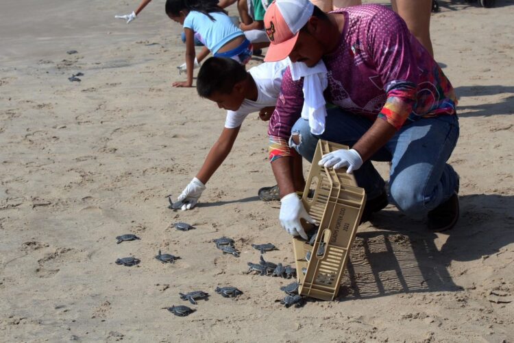 Reciben infantes útiles escolares y apoyan liberación de crías de tortugas marinas en Tamaulipas