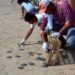 Reciben infantes útiles escolares y apoyan liberación de crías de tortugas marinas en Tamaulipas