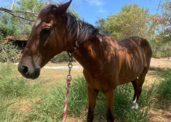 Multa a quien use tracción animal en Reynosa