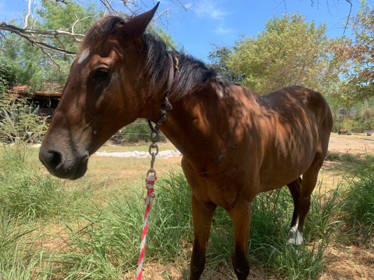 Multa a quien use tracción animal en Reynosa