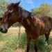 Multa a quien use tracción animal en Reynosa