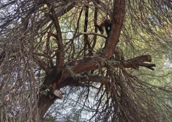 Guardia Estatal captura y resguarda a oso negro en Padilla