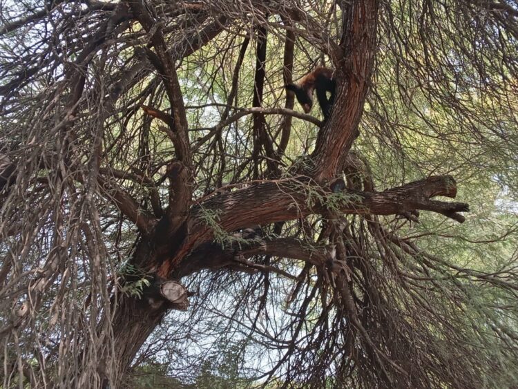 Guardia Estatal captura y resguarda a oso negro en Padilla