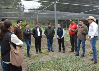 Llegan 90 mil plantas de henequén de Yucatán; vuelve el «oro blanco»