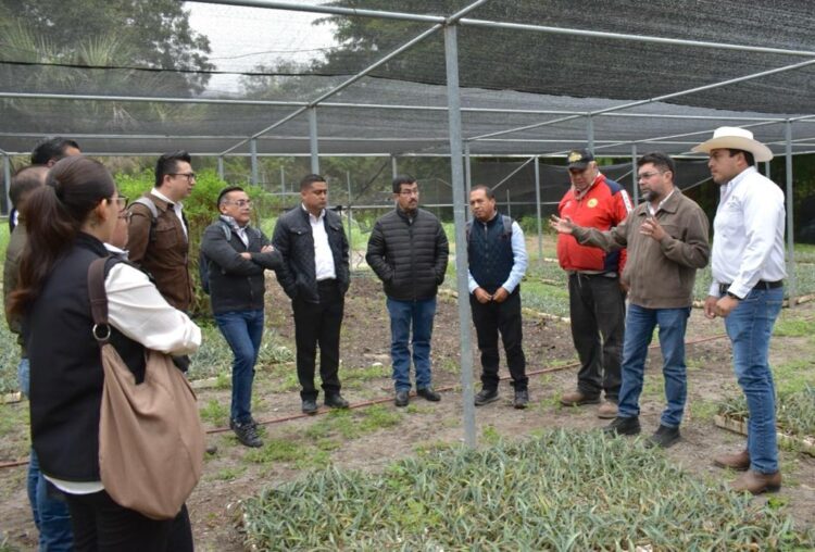 Llegan 90 mil plantas de henequén de Yucatán; vuelve el «oro blanco»