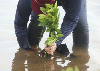 Plantan 20 mil ejemplares de mangle rojo en Soto la Marina