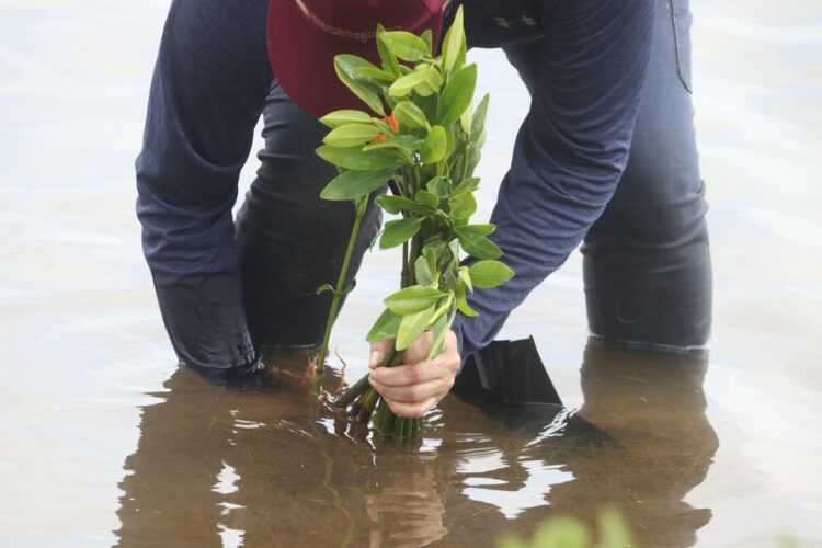 Plantan 20 mil ejemplares de mangle rojo en Soto la Marina