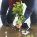 Plantan 20 mil ejemplares de mangle rojo en Soto la Marina