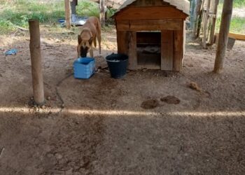Cuenta Protección Animal Municipal con mascotas para adopción