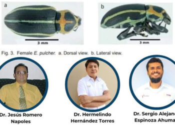 Científicos de la UAT publican avances de investigación en entomología agrícola