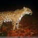 Estudia UAT poblaciones de jaguar en corredor biológico tamaulipeco