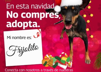 Invita Alcalde Carlos Peña Ortiz a adoptar mascotas