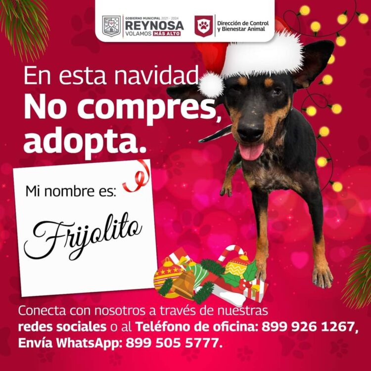 Invita Alcalde Carlos Peña Ortiz a adoptar mascotas