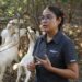 Analiza UAT innovaciones de mejoramiento para la producción caprina