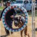Estudiante de la UAT aporta su experiencia en adiestramiento canino al servicio comunitario