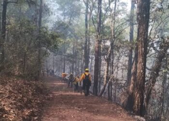 Unen esfuerzos para combatir incendio forestal en Hidalgo, Tamaulipas