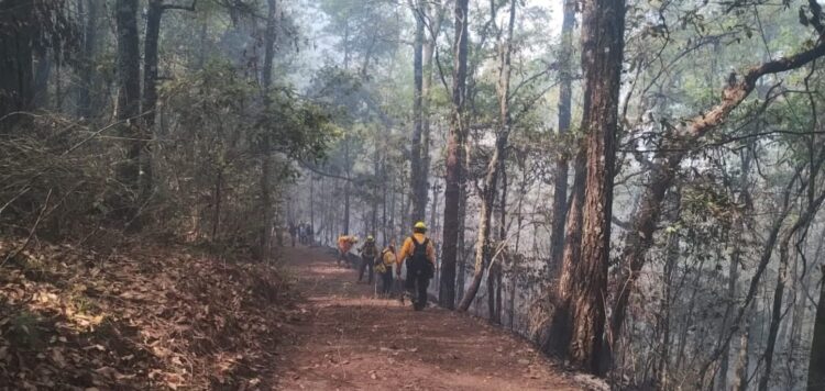 Unen esfuerzos para combatir incendio forestal en Hidalgo, Tamaulipas