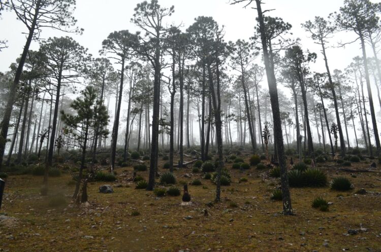Fortalece Tamaulipas medidas para proteger reservas naturales