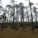 Fortalece Tamaulipas medidas para proteger reservas naturales