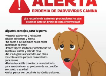 Ayuntamiento alerta de epidemia de parvovirus canino en Reynosa