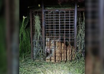 Éxito: Operativo del Gobierno de Reynosa recaptura tigre suelto
