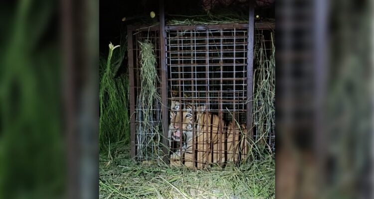 Éxito: Operativo del Gobierno de Reynosa recaptura tigre suelto
