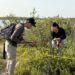 Colabora la UAT en la conservación del mangle en el litoral tamaulipeco
